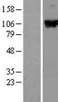 DDX58 / RIG-1 / RIG-I Protein (Over-Expression Lysate Myc-DDK (Flag))