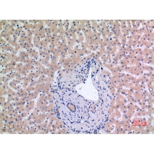 MCM7 Antibody (491-540 aa, Internal)