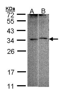 IHC-plus™ FHL5 Antibody (aa1-226)