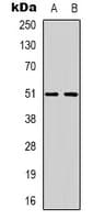 RXFP3 Antibody (Internal)