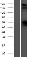NPRB / NPR2 Protein (Over-Expression Lysate Myc-DDK (Flag))