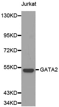 GATA2 Antibody