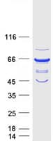Human VPS45 Protein (Recombinant Myc-DDK (Flag))