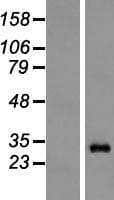 PSMA6 Protein (Over-Expression Lysate Myc-DDK (Flag))