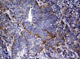 RASGRP3 / GRP3 Antibody (aa380-690, clone OTI2C11)