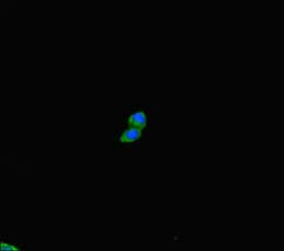 PLD6 / Phospholipase D6 Antibody