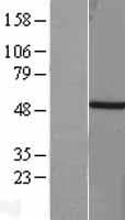 TBXT / T / Brachyury Protein (Over-Expression Lysate Myc-DDK (Flag))