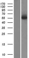 AEBP2 Protein (Over-Expression Lysate Myc-DDK (Flag))