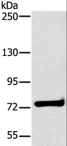 HSD17B4 Antibody