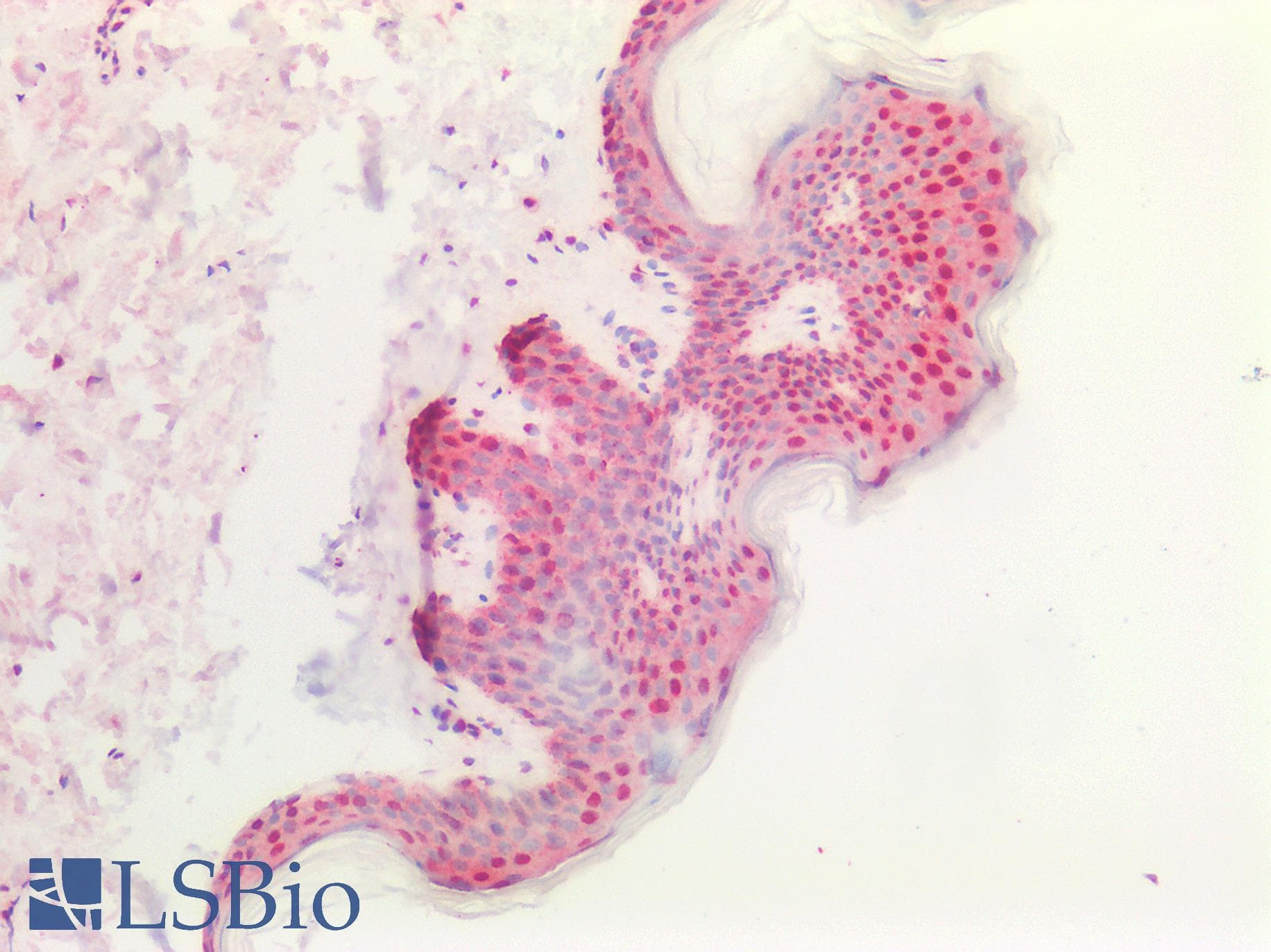 IHC-plus™ Polyclonal Rabbit anti-Human CD276 / B7-H3 Antibody (aa493-522, IHC, IF, WB)