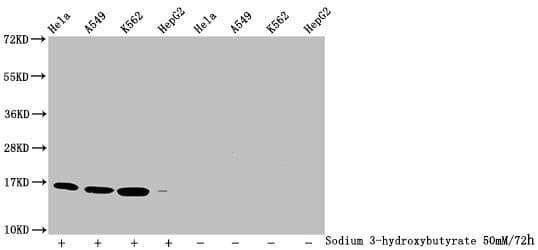 Polyclonal Rabbit anti-Human HIST1H3A Antibody (IHC, WB)