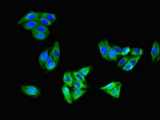 CD144 / CDH5 / VE Cadherin Antibody