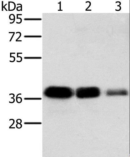 MTFR1 Antibody