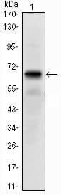 Monoclonal Mouse anti-Human PTHR / PTHR1 Antibody (clone 4D2, IHC, IF, WB)