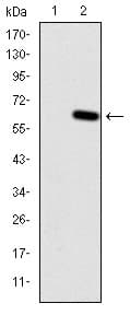 HFE Antibody (clone 3F1)
