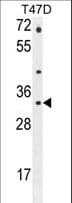 Polyclonal Rabbit anti-Human CTSZ / Cathepsin Z Antibody (aa22-50, WB)