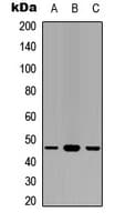 GAPDHS / GAPDS Antibody (N-Terminus)