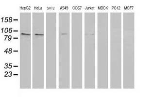 PRKCE / PKC-Epsilon Antibody (clone OTI3A12, Carrier-free)