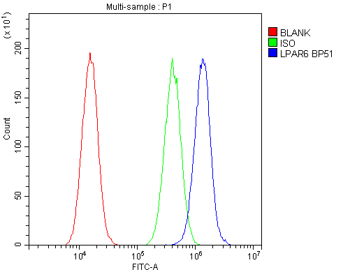 LPAR6 / P2RY5 / P2Y5 Antibody