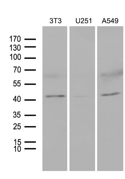 HOXC4 Antibody (clone OTI2A5, Carrier-free)