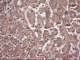 NTF4 / Neurotrophin 4 Antibody (clone OTI2E8)