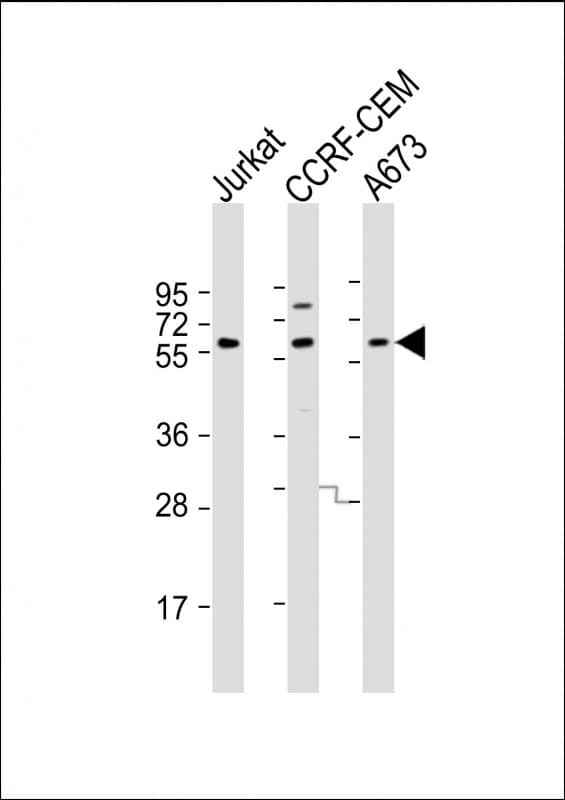 CCT8L2 Antibody (N-Terminus)