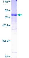 Human NPR2L / TUSC4 Protein (Recombinant GST)