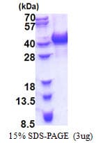 Human HNRNPAB Protein (Recombinant His)