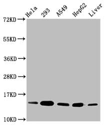 Polyclonal Rabbit anti-Human HIST1H2BN Antibody (IHC, IF, WB)