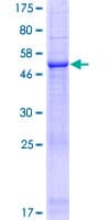 Human IQCF1 Protein (Recombinant GST)