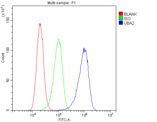 SAE2 / UBA2 Antibody