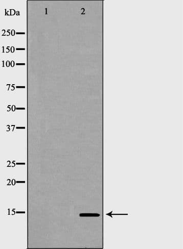 GYPC / Glycophorin C Antibody