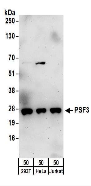 Polyclonal Rabbit anti-Human GINS3 Antibody (aa166-216, IHC, WB)