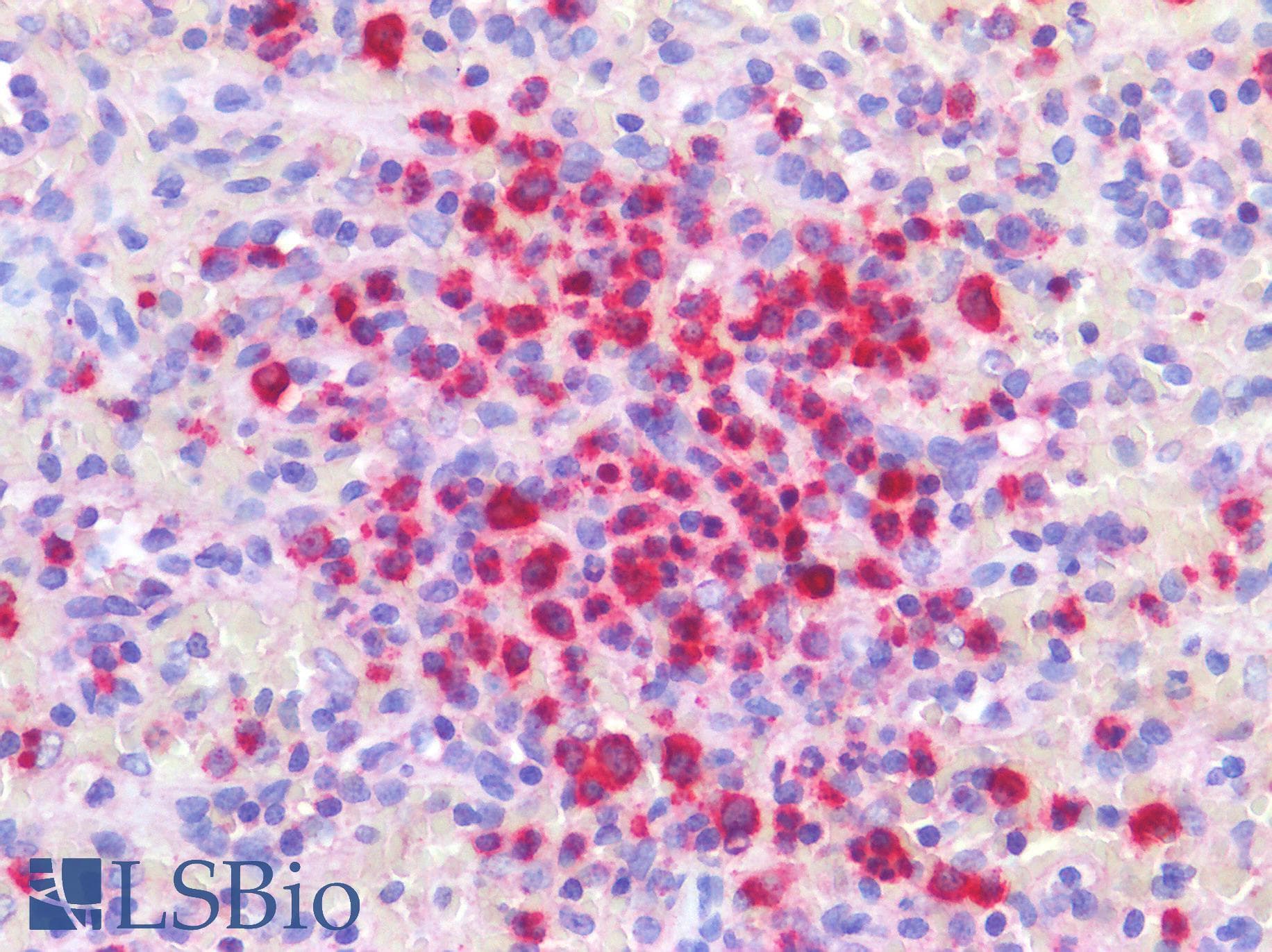 PathPlus™ GZMB / Granzyme B Antibody (N-Terminus)