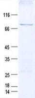 Human ACVR1C / ALK7 Protein (Recombinant GST, N-terminus + His, C-terminus)