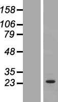 OSTF1 / OSF Protein (Over-Expression Lysate Myc-DDK (Flag))