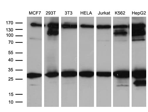 RAB23 Antibody (aa1-234, clone OTI2A8)