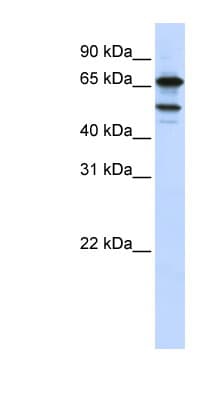 SUGP1 / SF4 Antibody (aa540-589)