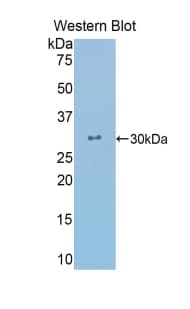 CRY Antibody (aa24-232)