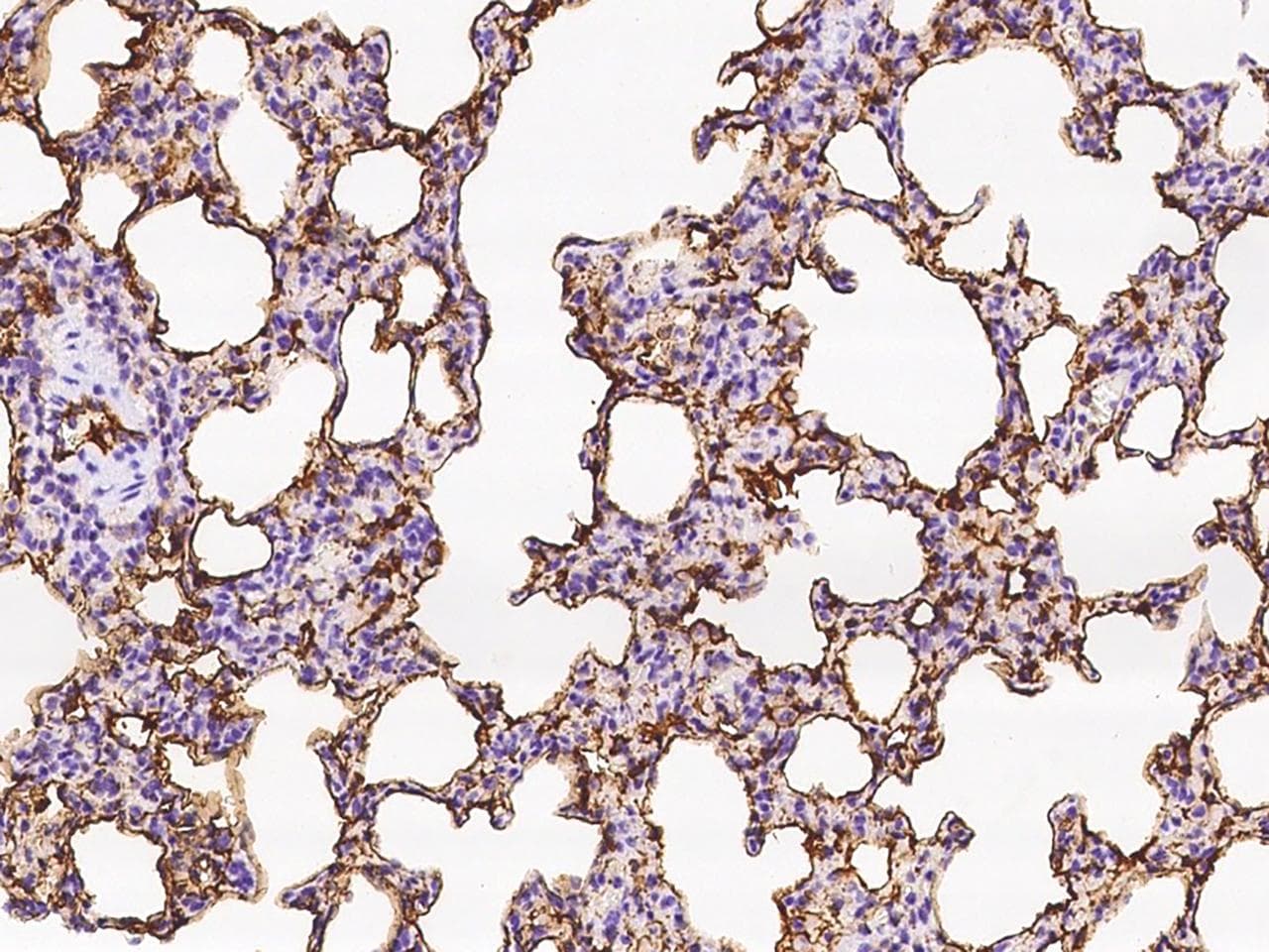 ICAM-1 / CD54 Antibody (clone 15, Preservative Free)