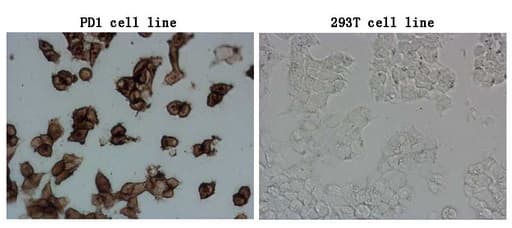 PDCD1 / CD279 / PD-1 Antibody (clone OTI26C4)