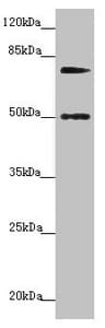 KIZ / PLK1S1 Antibody