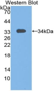 STAM1 / STAM Antibody (aa199-464)