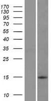 C8orf4 Protein (Over-Expression Lysate Myc-DDK (Flag))
