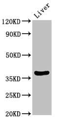IHC-plus™ DDO / D-Aspartate Oxidase Antibody