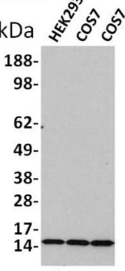 Polyclonal Rabbit anti-Human Histone H3 Antibody (Acetyl-Lys18, IHC, IF, WB)