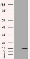 TTC32 Antibody (clone OTI1F7)