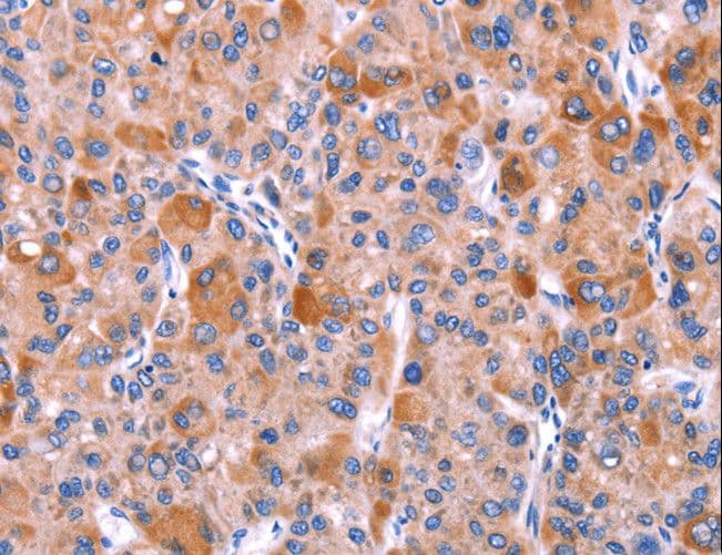 Polyclonal Rabbit anti-Human GCG / Glucagon Antibody (IHC)