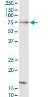 Monoclonal Mouse anti-Human RAF1 / RAF Antibody (clone 1H4, WB)