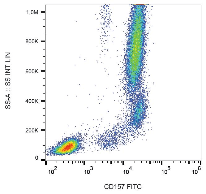 CD157 Antibody (clone SY11B5, FITC)